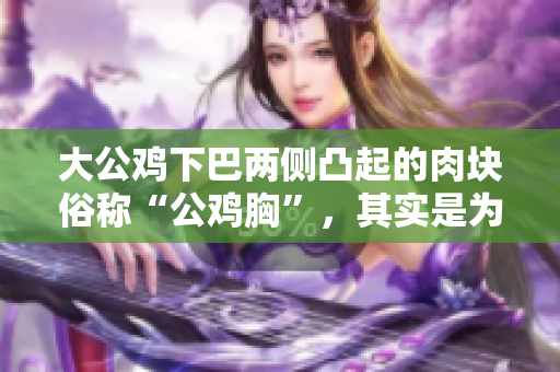 大公鸡下巴两侧凸起的肉块俗称“公鸡胸”，其实是为了保护喉咙